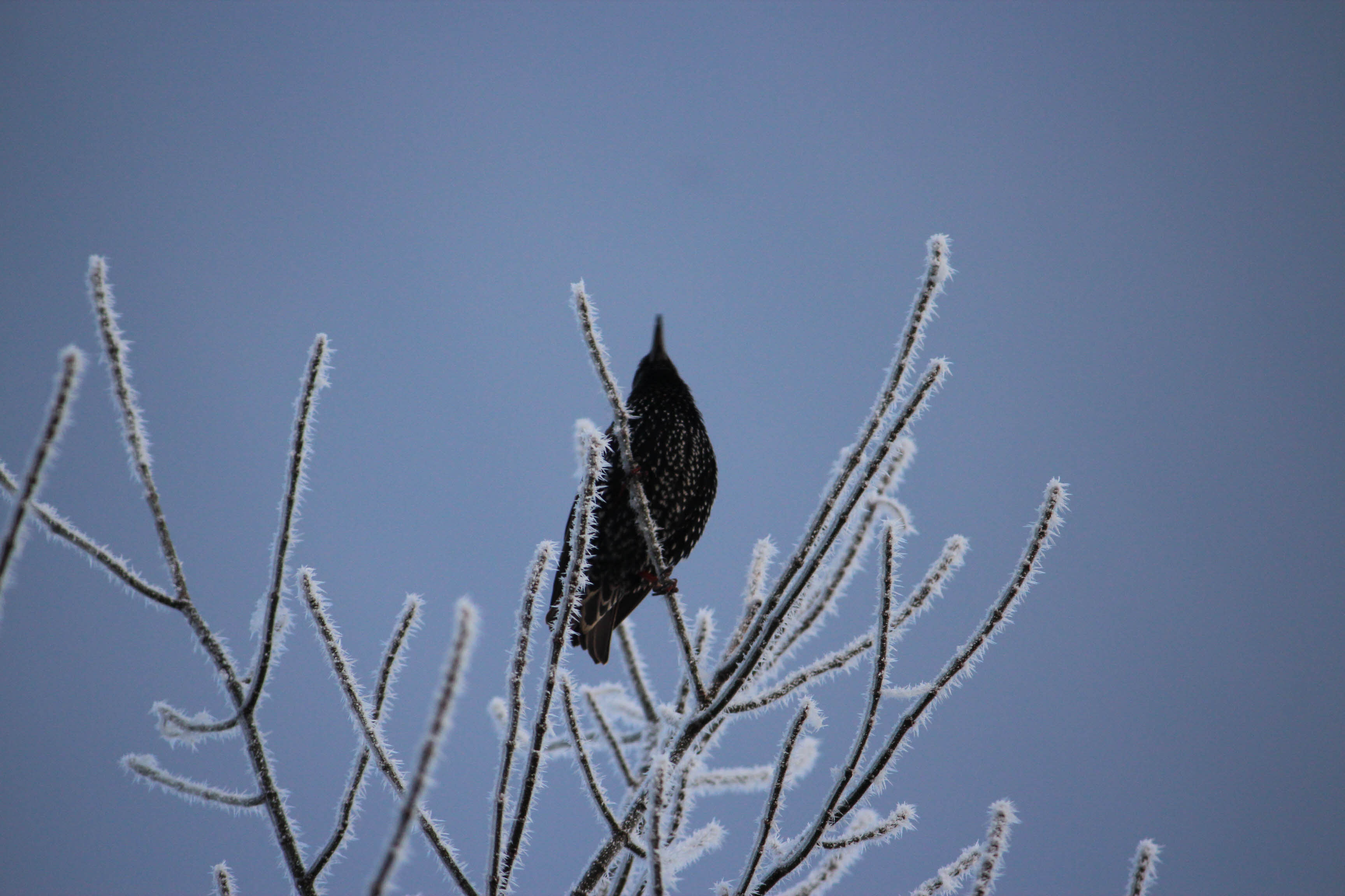 A blackbird in a tree after a severe frost.