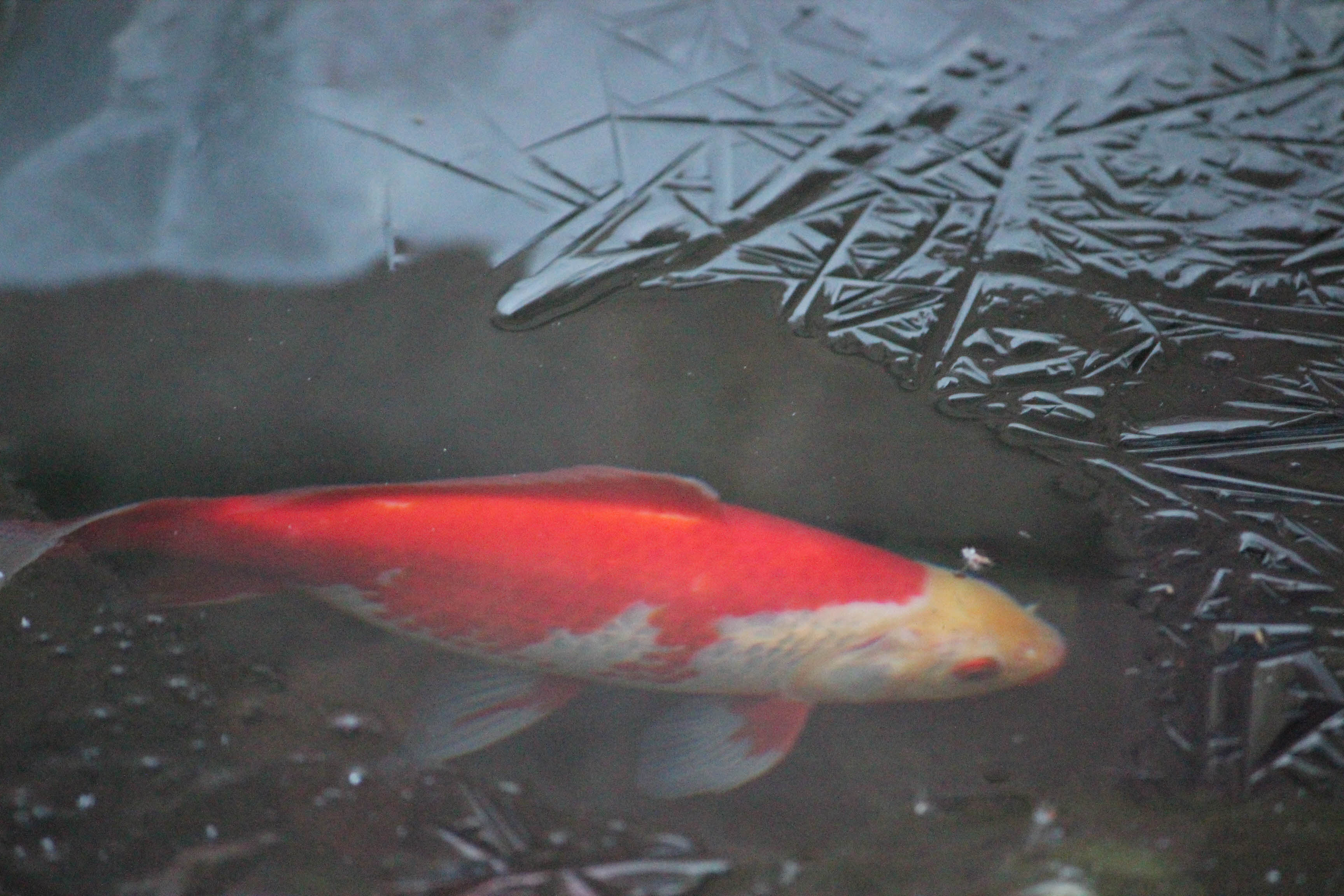 A fish nearly frozen.