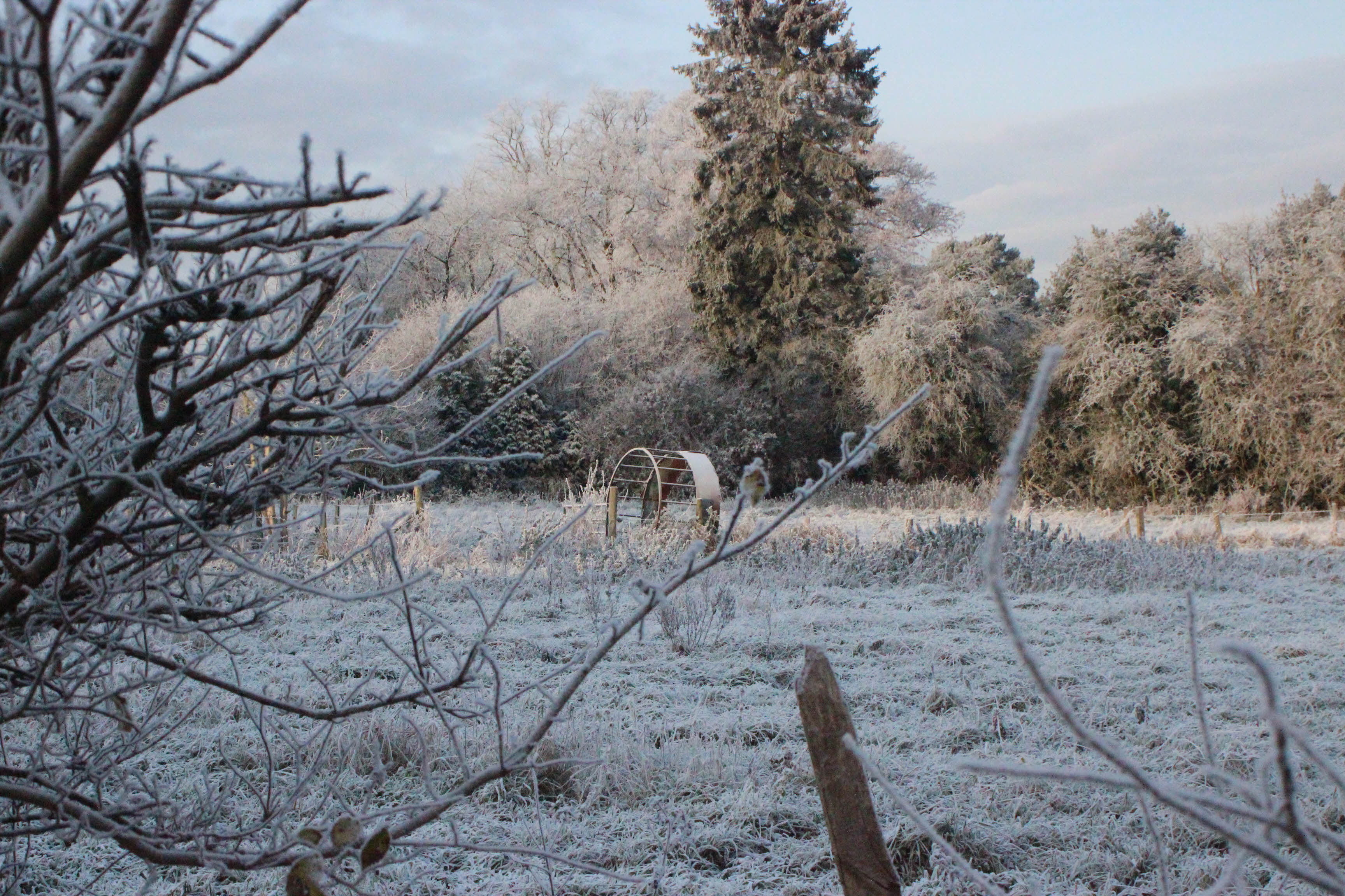 A frosty field.