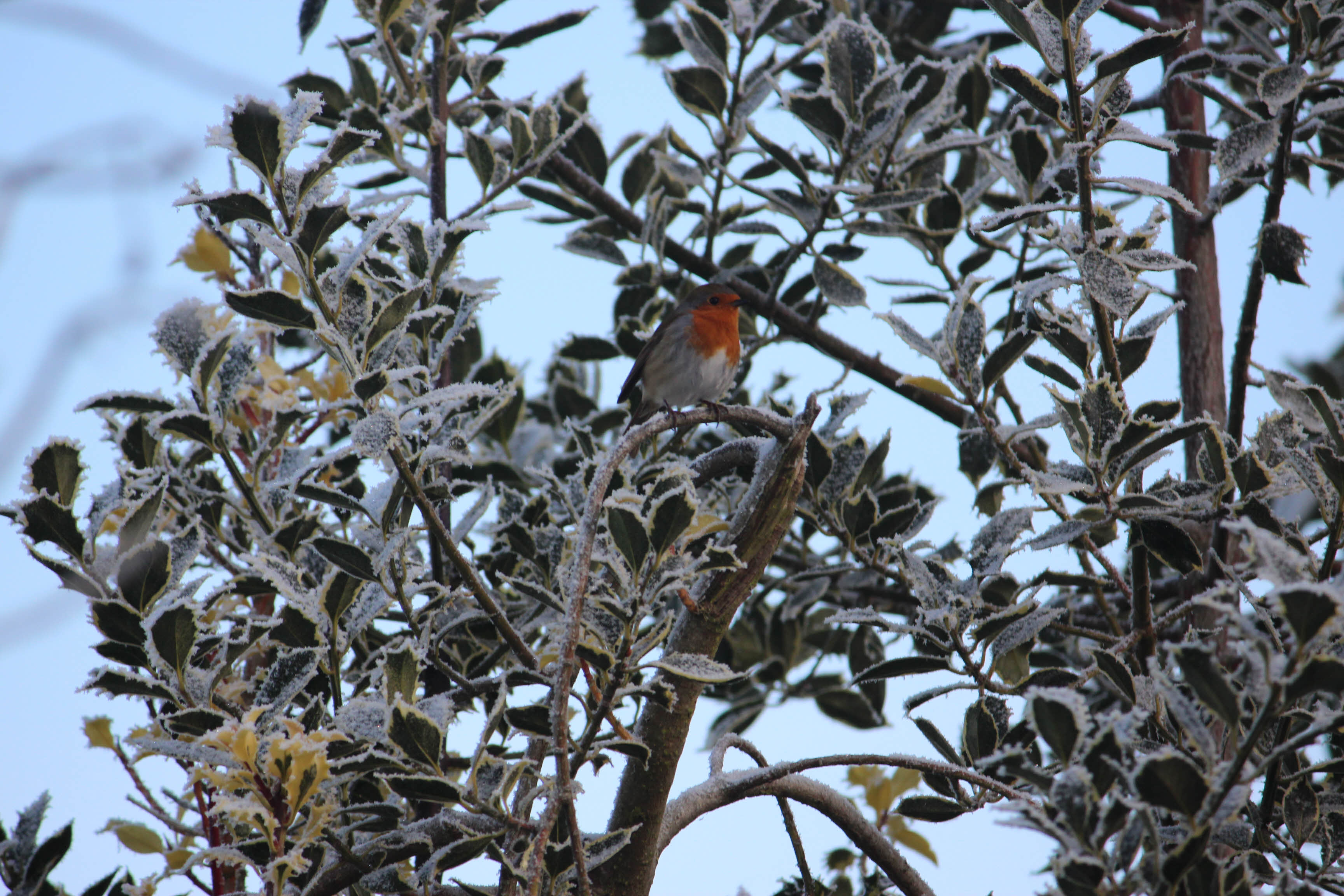 A robin in a tree after a severe frost.